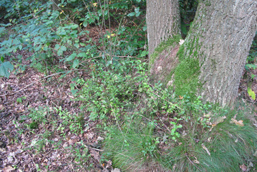 Cardanusbossen met bosbessen