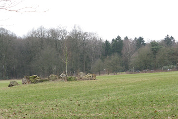 Esdoorn Bilderberg