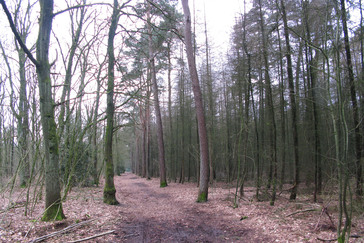 Lariksbos