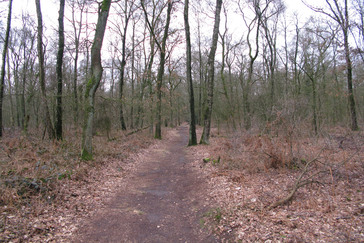Oud loofbos