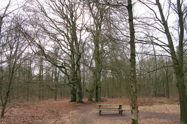 Vier beuken