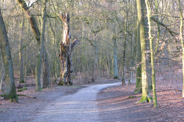 Scheibomen Italiaanseweg