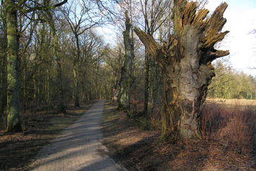 Scheibomen Italiaanseweg