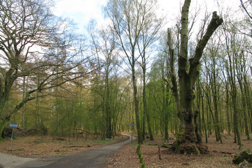 De Kapelleboom