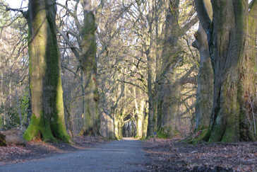 Beukenlaan Hoog Oorsprong