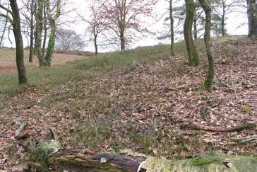 Bosbessen veld