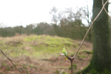 Grafheuvelveld Oud Wolfheze