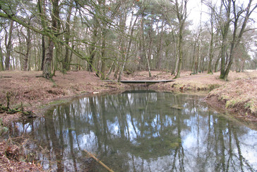 Poel Wolfhezerbeek