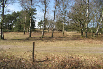 Vergrassing heide