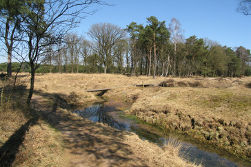 Meanders in de Beek