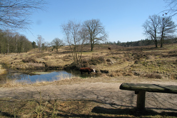 Uitzicht Heelsumsebeek