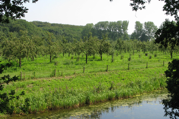 Hoogstam boomgaard