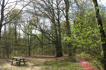 Vier beuken Vier beuken