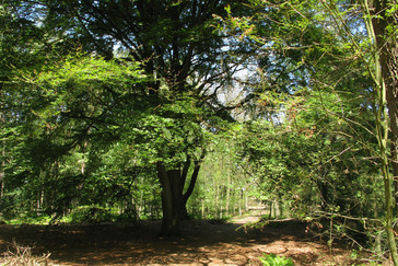 Oude Kasteelweg Oude Kasteelweg