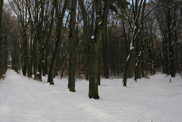 Vijfsprong