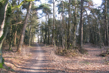 Fietspad door het Wodanswoud