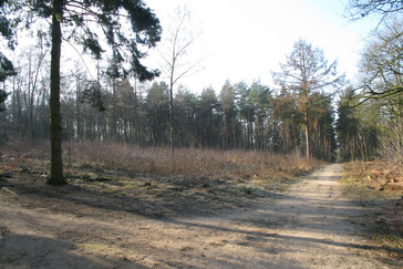 Jonge aanplant