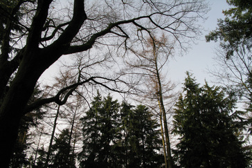 Lariksbos